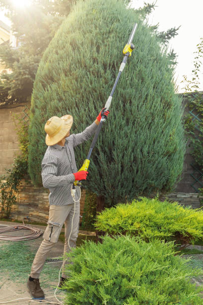 Best Tree Planting  in Cortland, NY