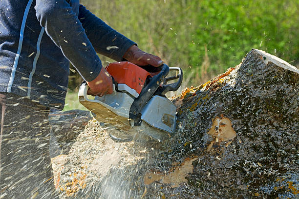How Our Tree Care Process Works  in  Cortland, NY